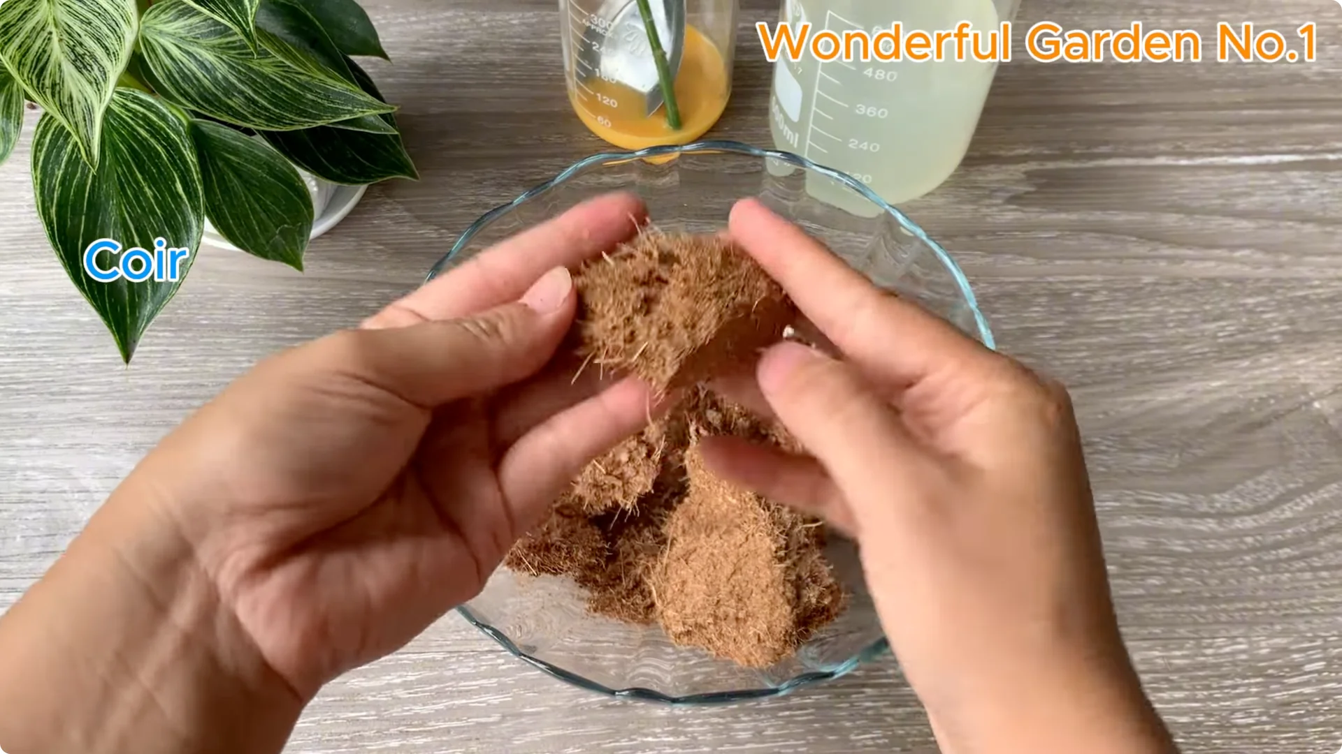 What Happens When You Stick a Rose Branch in Garlic Overnight? screenshot 8