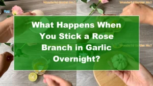 What Happens When You Stick a Rose Branch in Garlic Overnight? - Featured Image