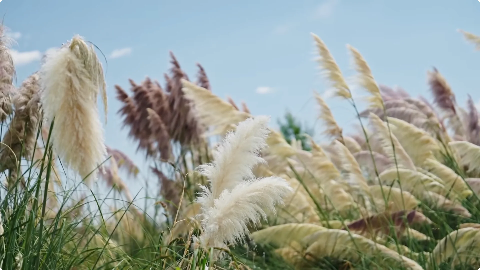 Which 2026 Garden Trends Are Fading Fast? screenshot 1