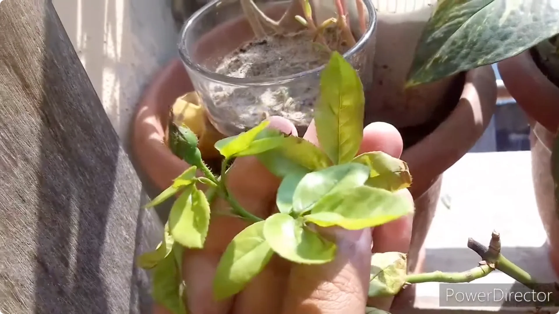 Why Are Your Rose Leaves Burning? Causes and Fixes Explained screenshot 1