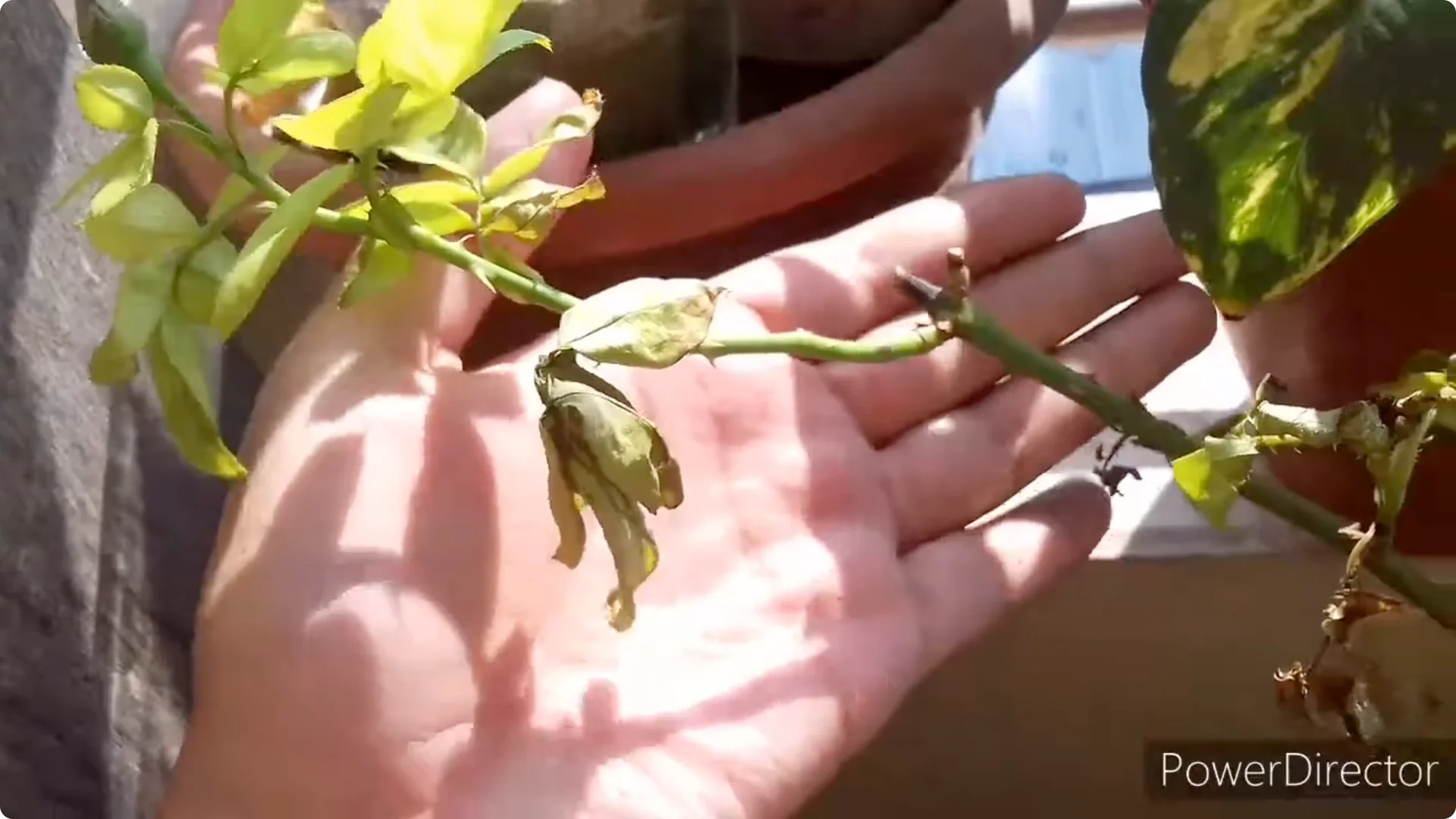 Why Are Your Rose Leaves Burning? Causes and Fixes Explained screenshot 2