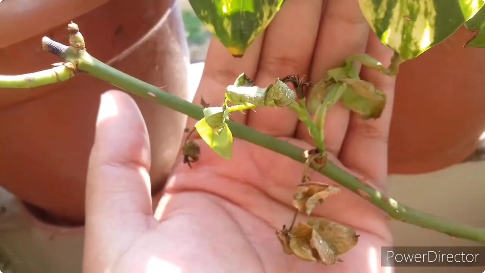 Why Are Your Rose Leaves Burning? Causes and Fixes Explained screenshot 3