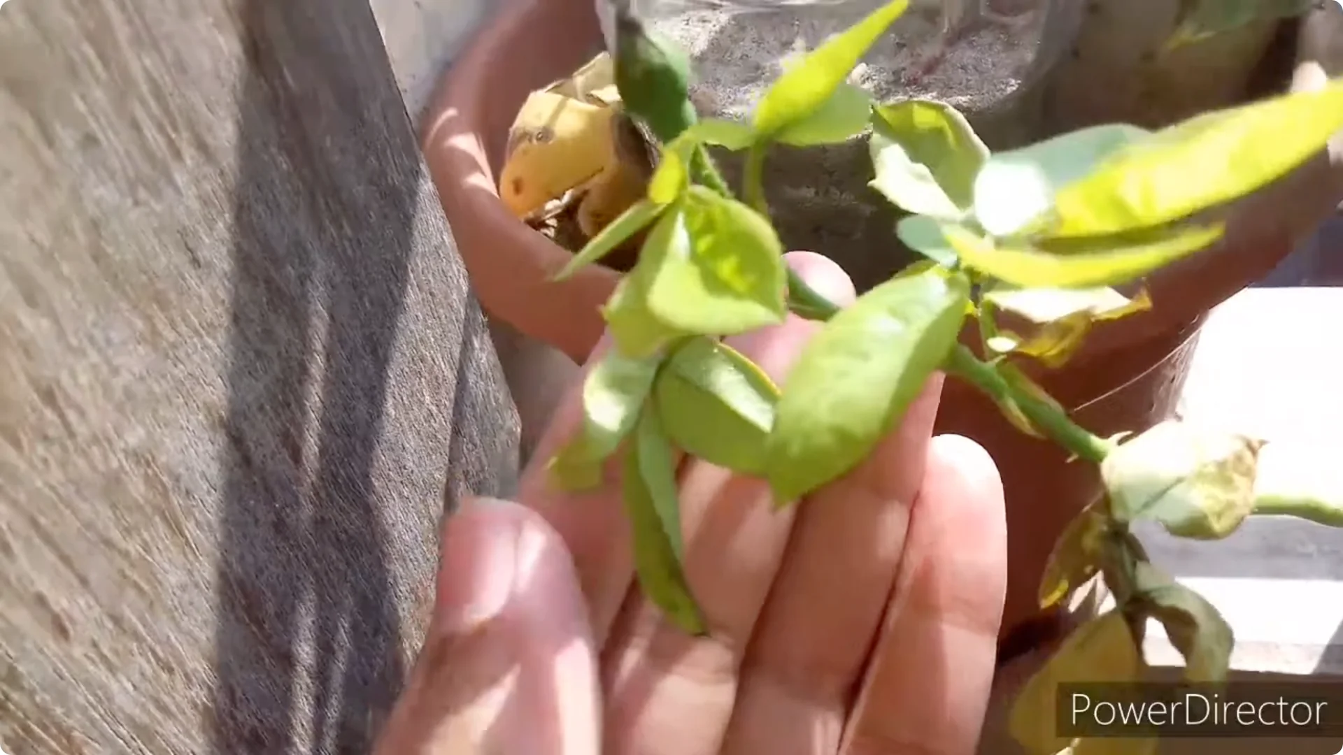 Why Are Your Rose Leaves Burning? Causes and Fixes Explained screenshot 4