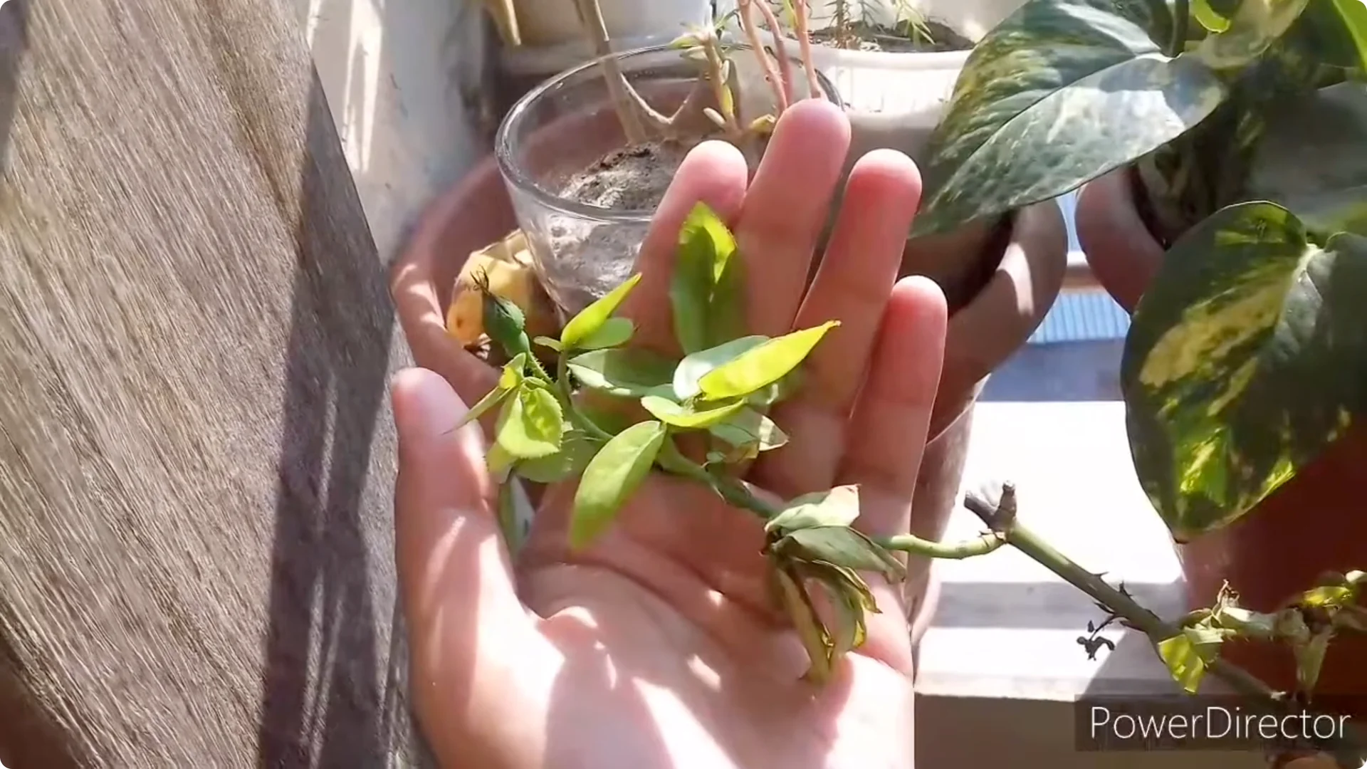 Why Are Your Rose Leaves Burning? Causes and Fixes Explained screenshot 5