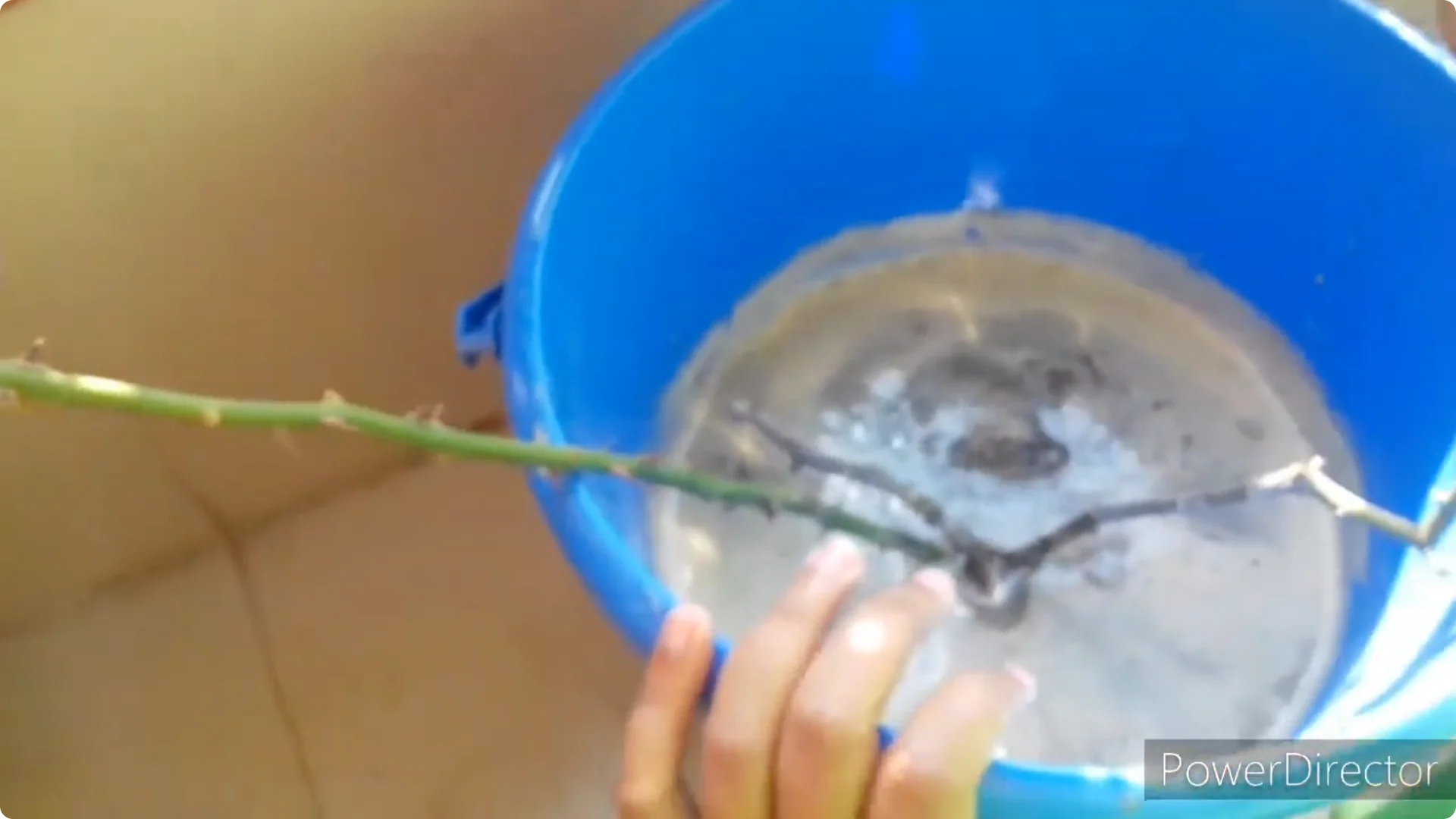 Why Are Your Rose Leaves Burning? Causes and Fixes Explained screenshot 6