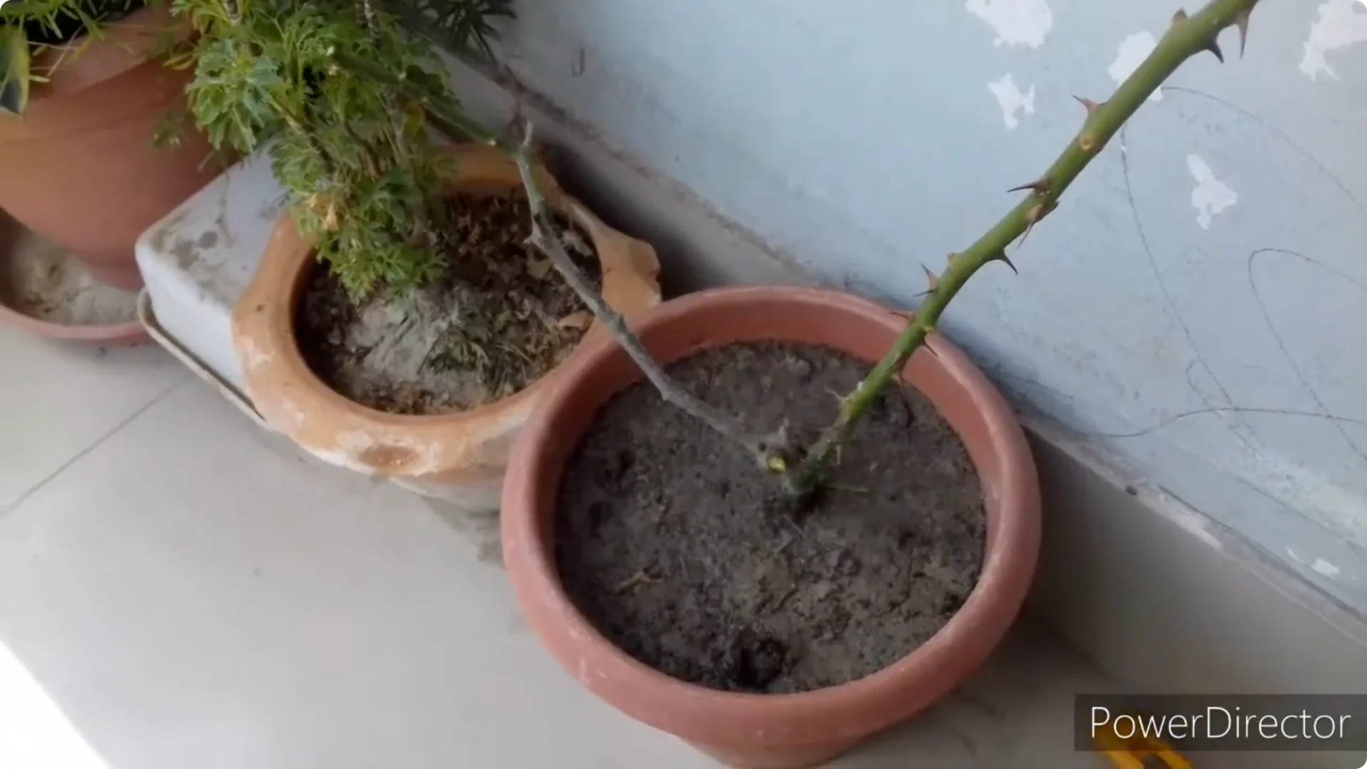 Why Are Your Rose Leaves Burning? Causes and Fixes Explained screenshot 7