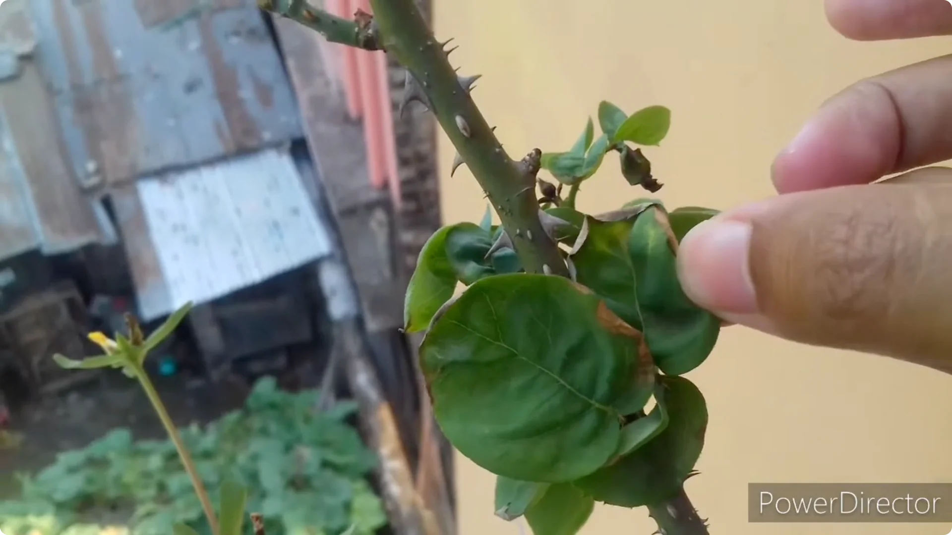 Why Are Your Rose Leaves Burning? Causes and Fixes Explained screenshot 8