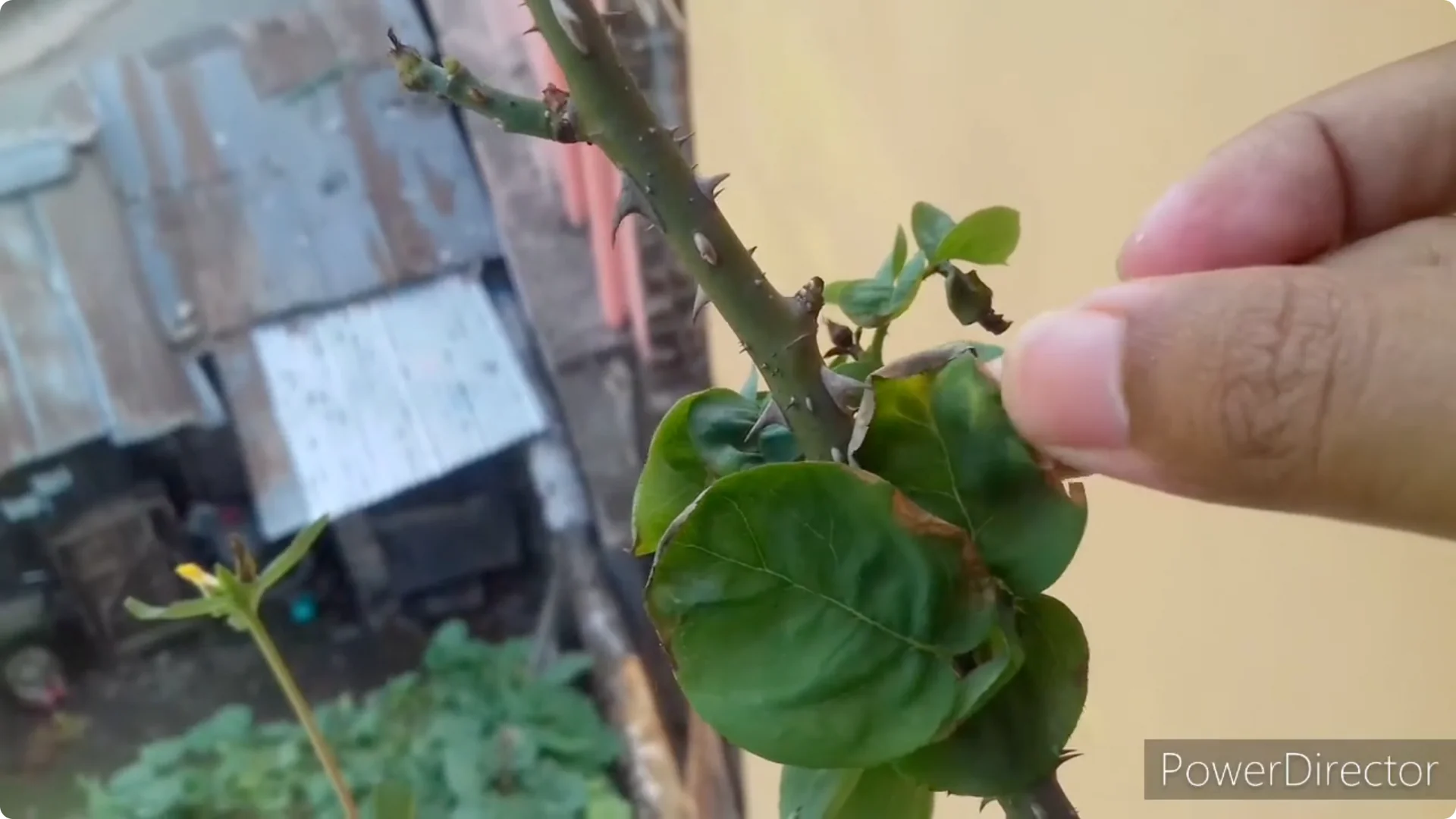 Why Are Your Rose Leaves Burning? Causes and Fixes Explained screenshot 9