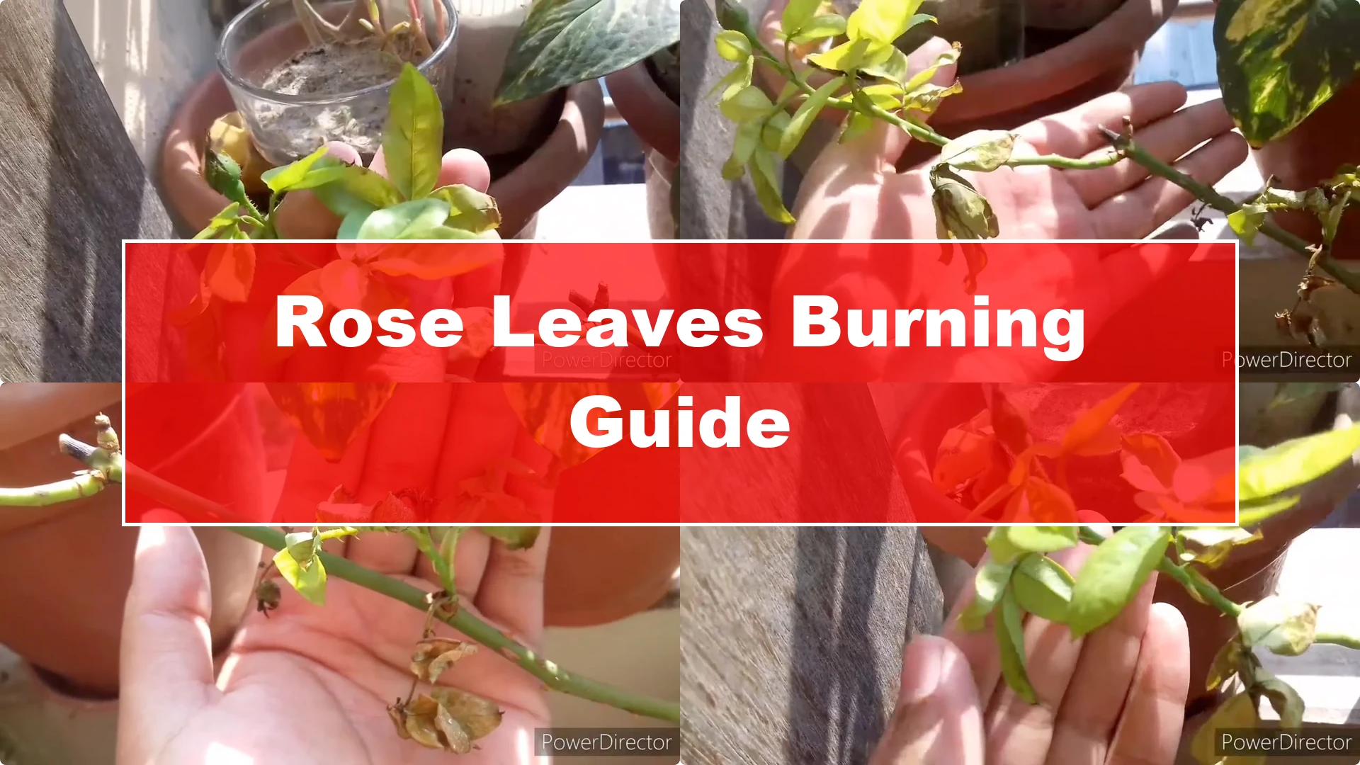 Why Are Your Rose Leaves Burning? Causes and Fixes Explained - Featured Image