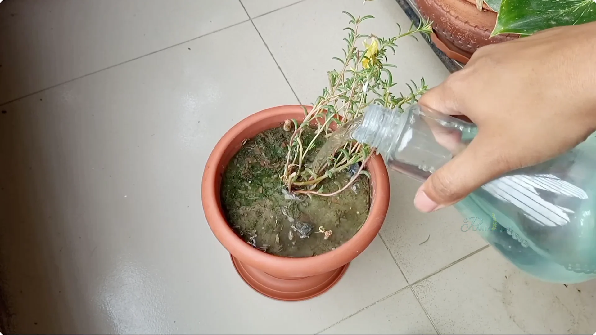 Why Aren't Plants Growing in My House? Key Care Tips Explained screenshot 10