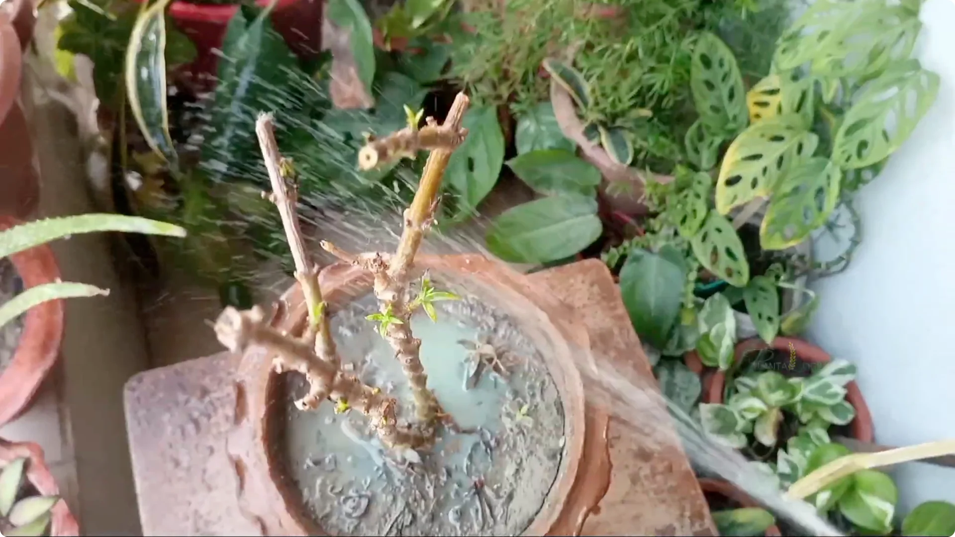 Why Aren't Plants Growing in My House? Key Care Tips Explained screenshot 11