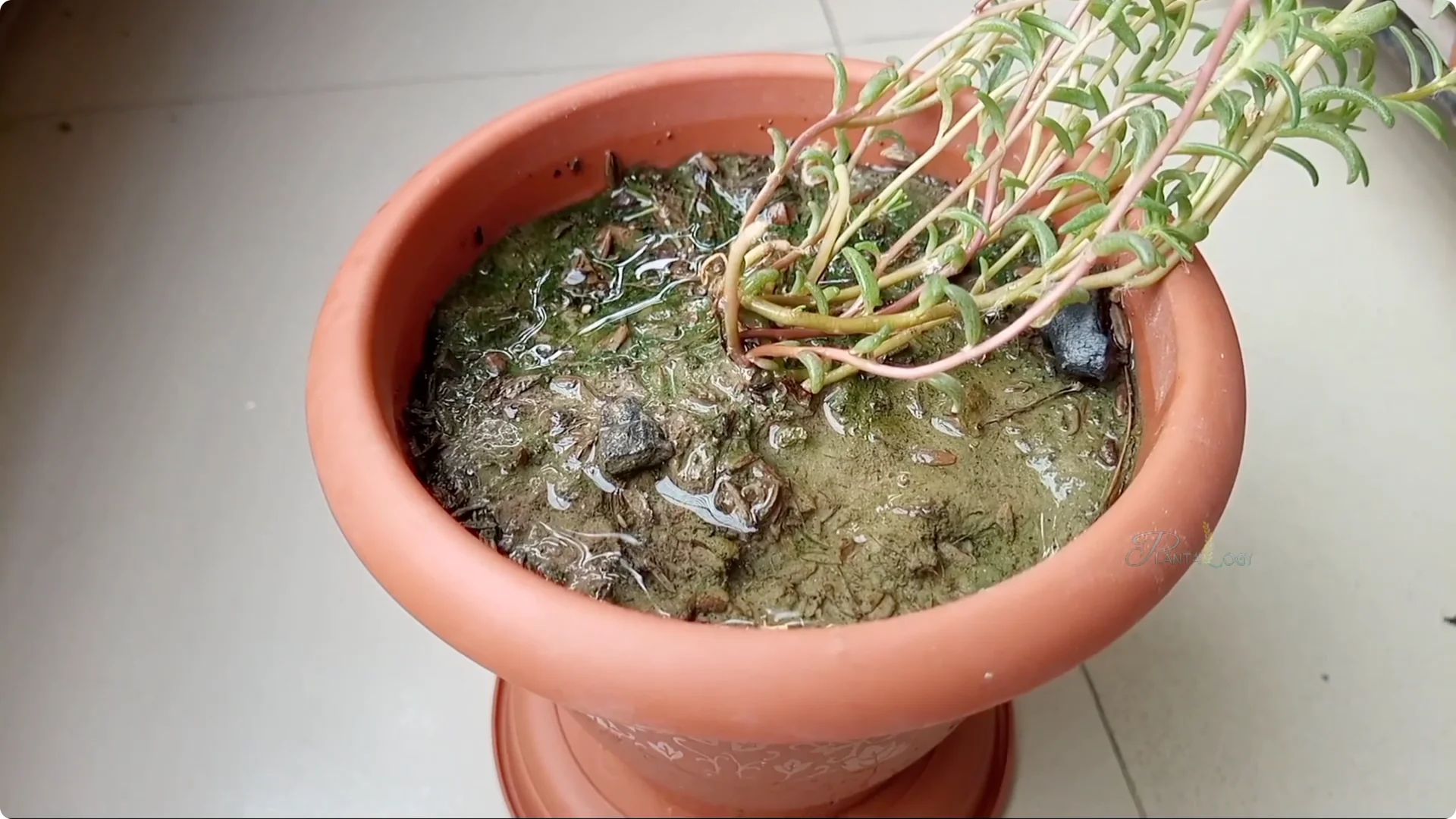 Why Aren't Plants Growing in My House? Key Care Tips Explained screenshot 2