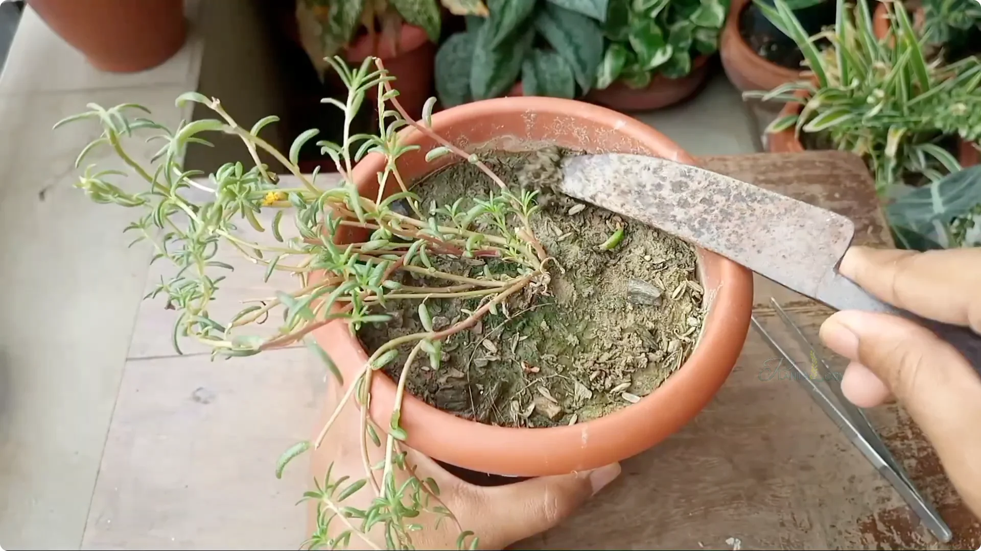 Why Aren't Plants Growing in My House? Key Care Tips Explained screenshot 6