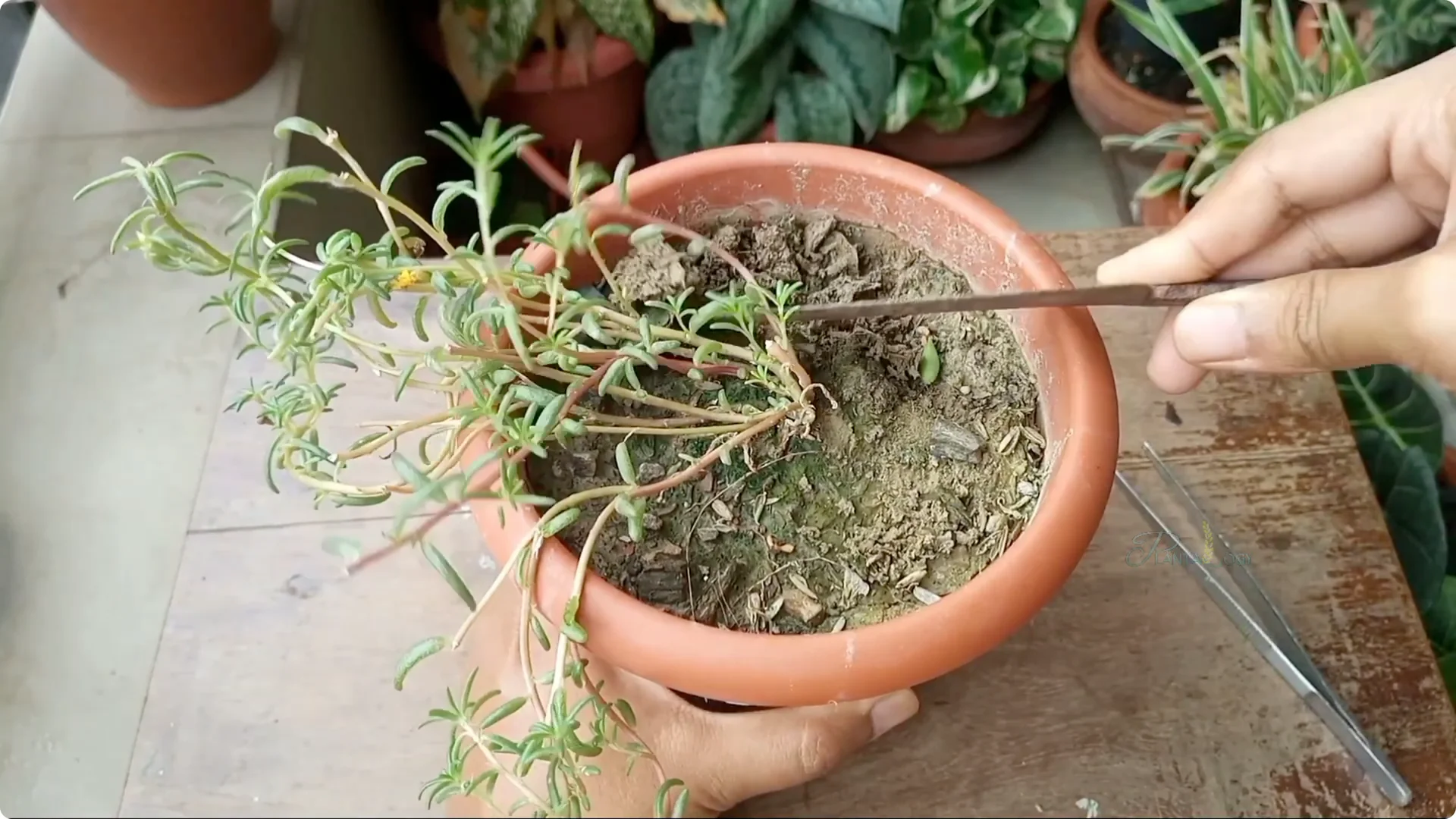 Why Aren't Plants Growing in My House? Key Care Tips Explained screenshot 7