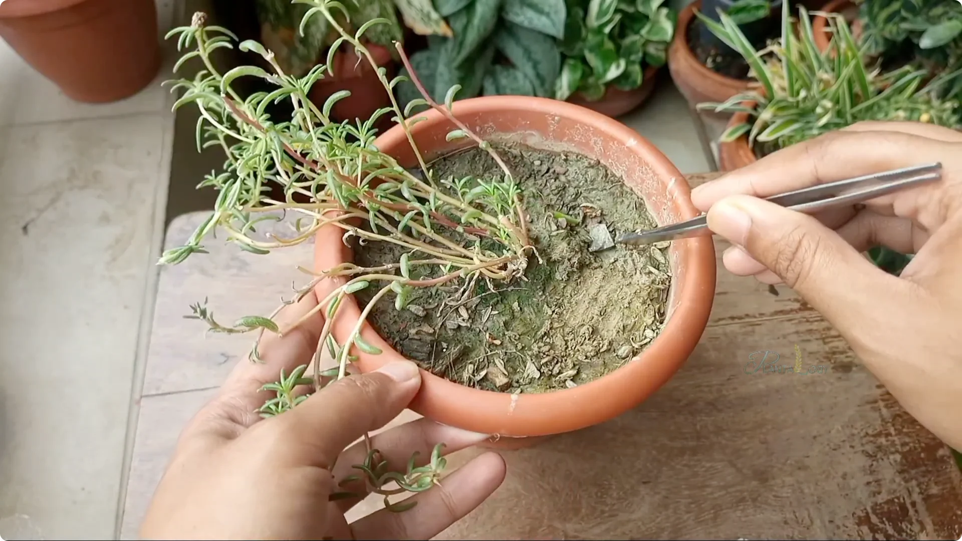 Why Aren't Plants Growing in My House? Key Care Tips Explained screenshot 8