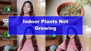 Why Aren't Plants Growing in My House? Key Care Tips Explained - Featured Image