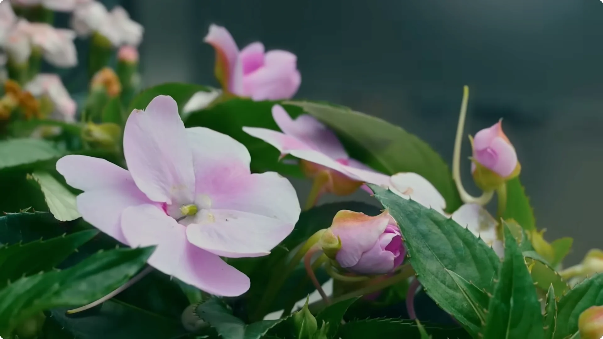 10 Easy Houseplants That Thrive Without Soil or Sunlight screenshot 1