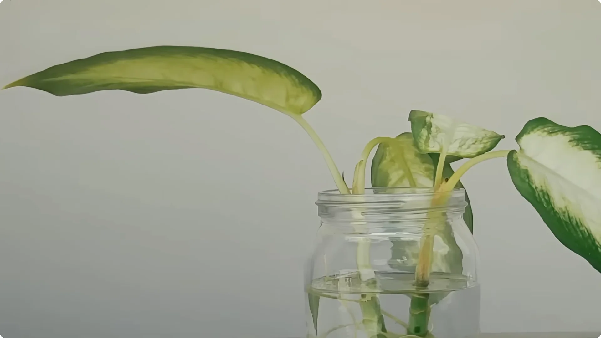 10 Easy Houseplants That Thrive Without Soil or Sunlight screenshot 2