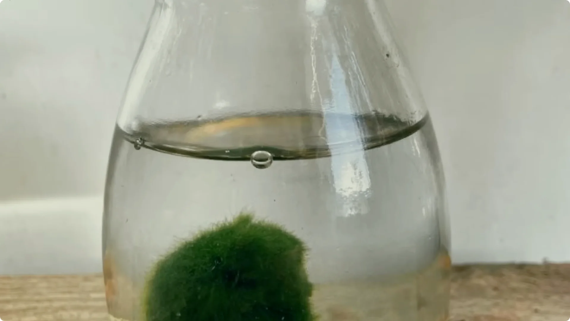 10 Easy Houseplants That Thrive Without Soil or Sunlight screenshot 3