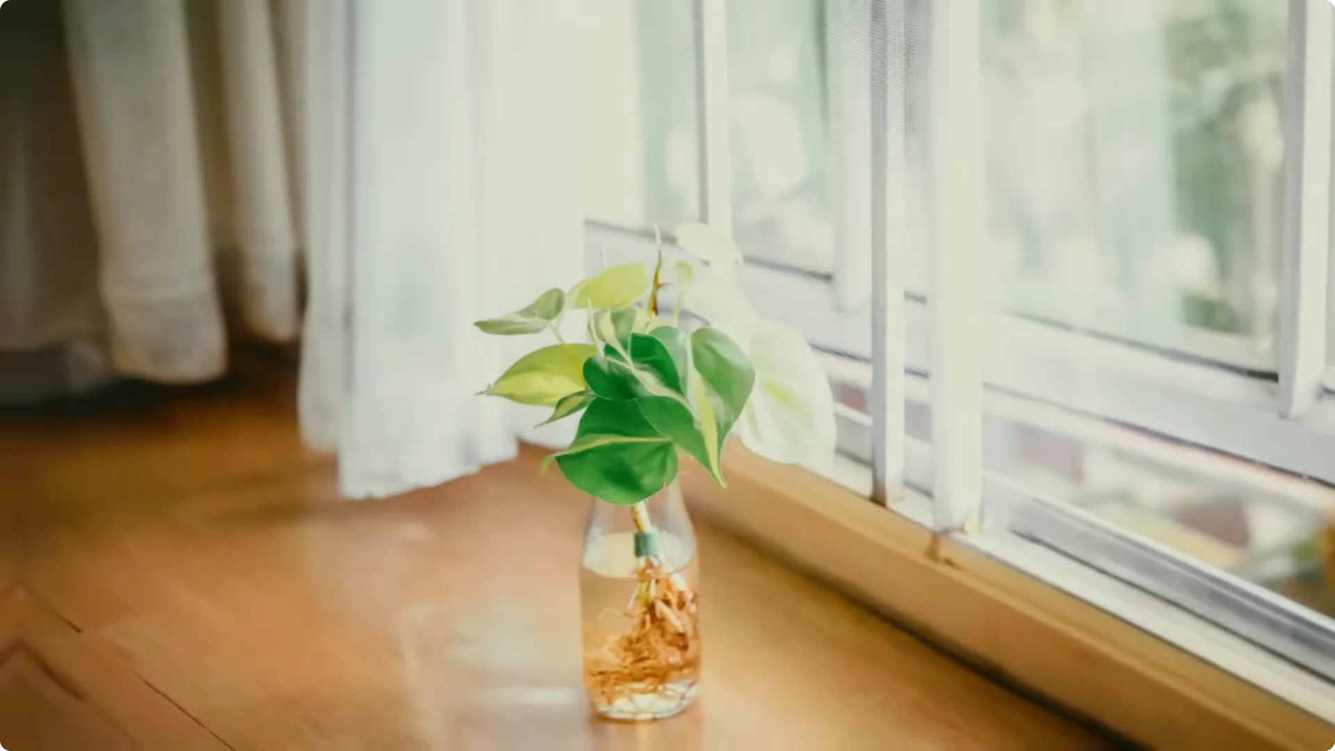 10 Easy Houseplants That Thrive Without Soil or Sunlight screenshot 4