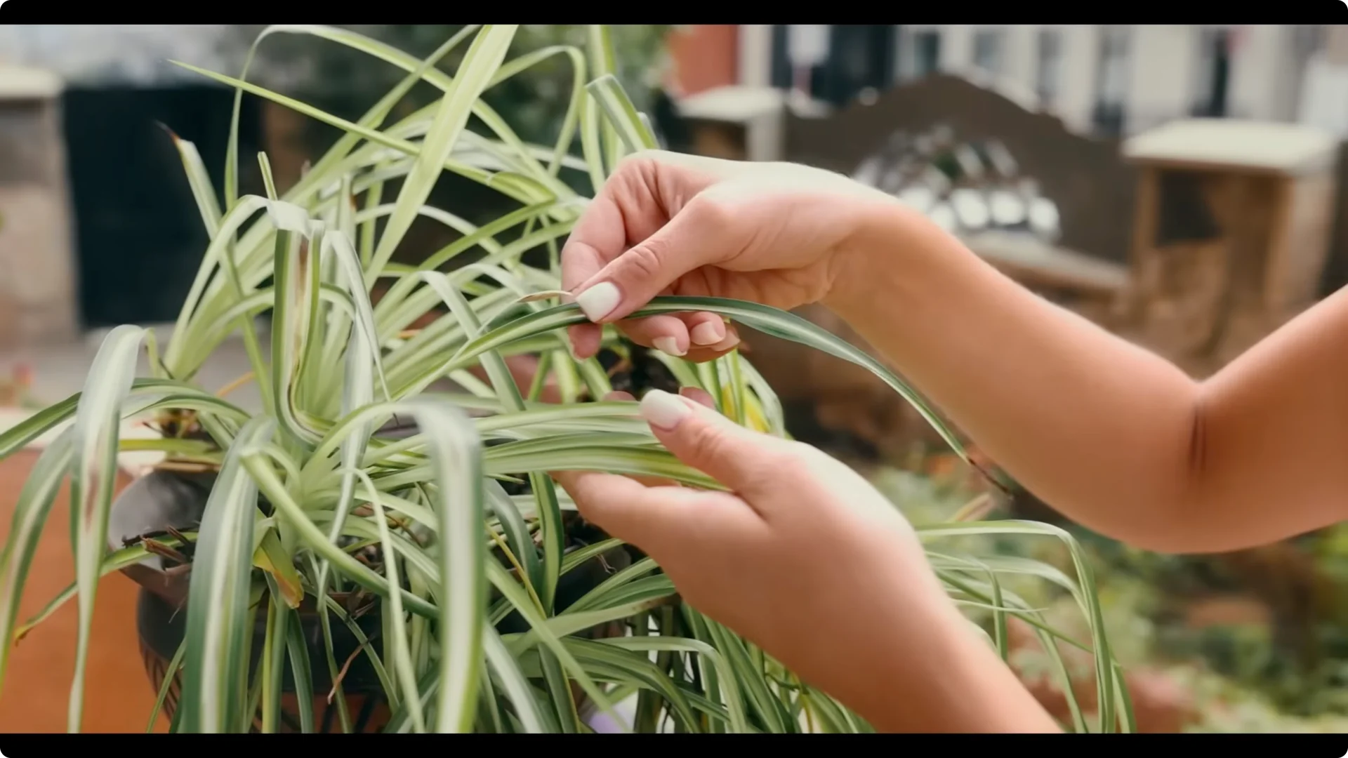 10 Easy Houseplants That Thrive Without Soil or Sunlight screenshot 5