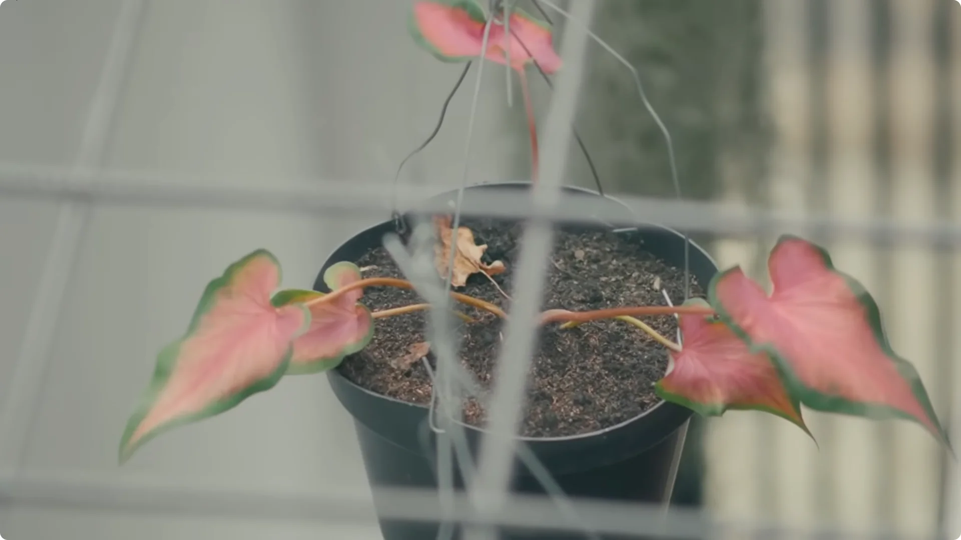 10 Easy Houseplants That Thrive Without Soil or Sunlight screenshot 6