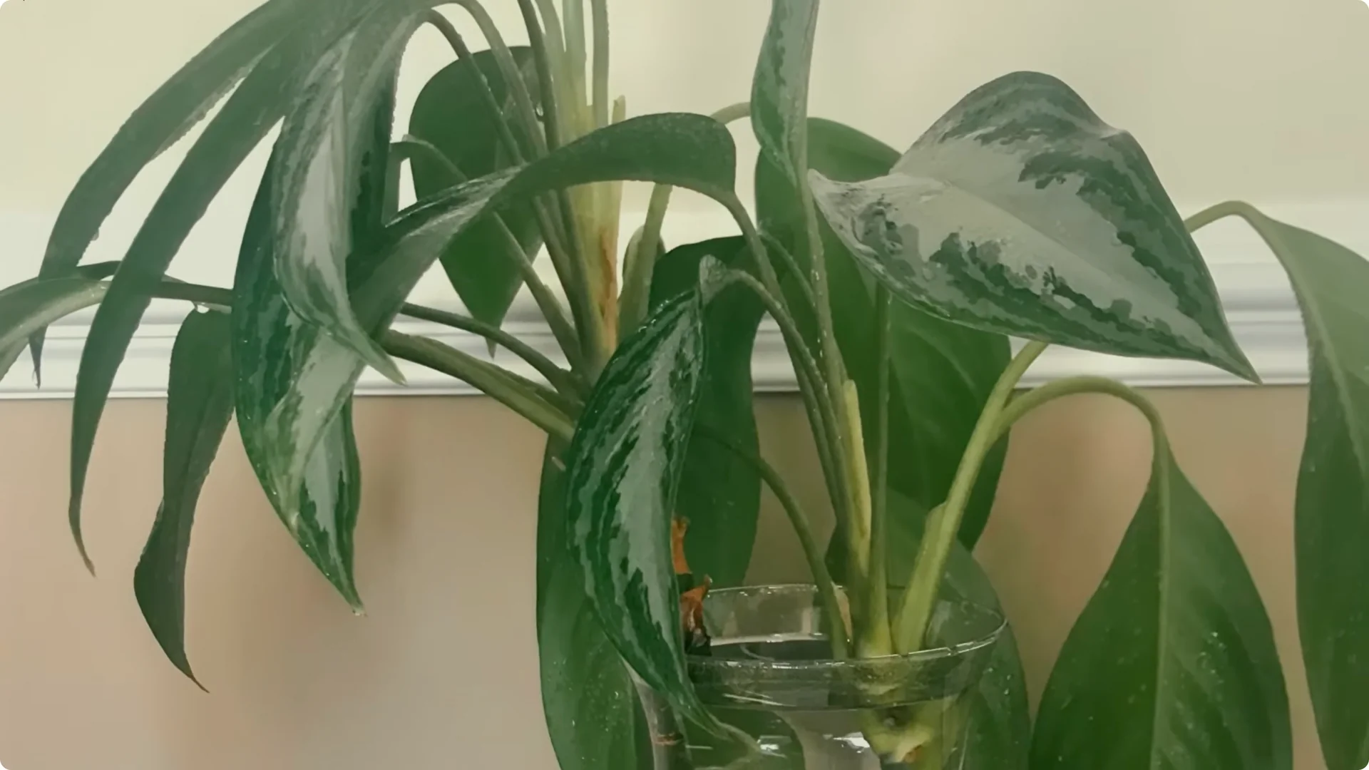 10 Easy Houseplants That Thrive Without Soil or Sunlight screenshot 7