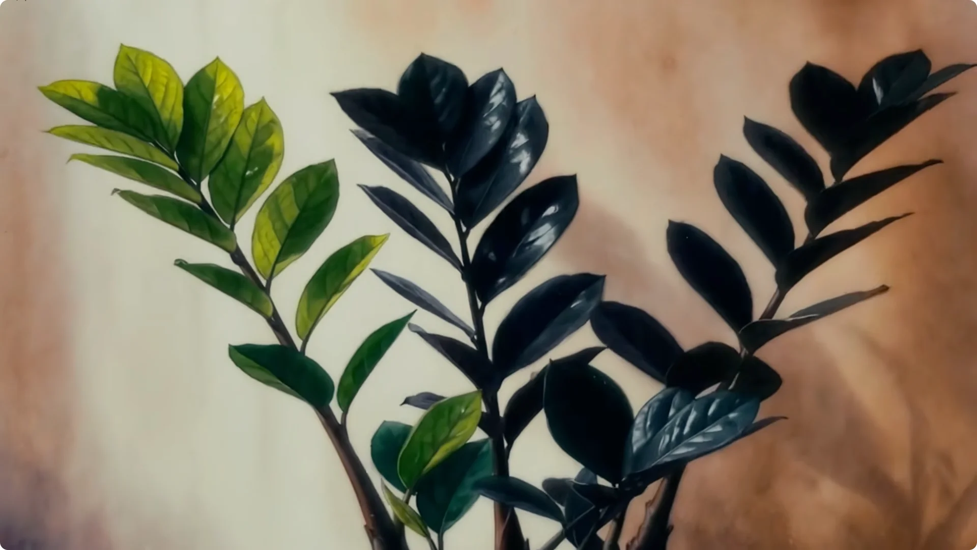 10 Easy-to-Care-for Rare Houseplants Stores Avoid screenshot 2