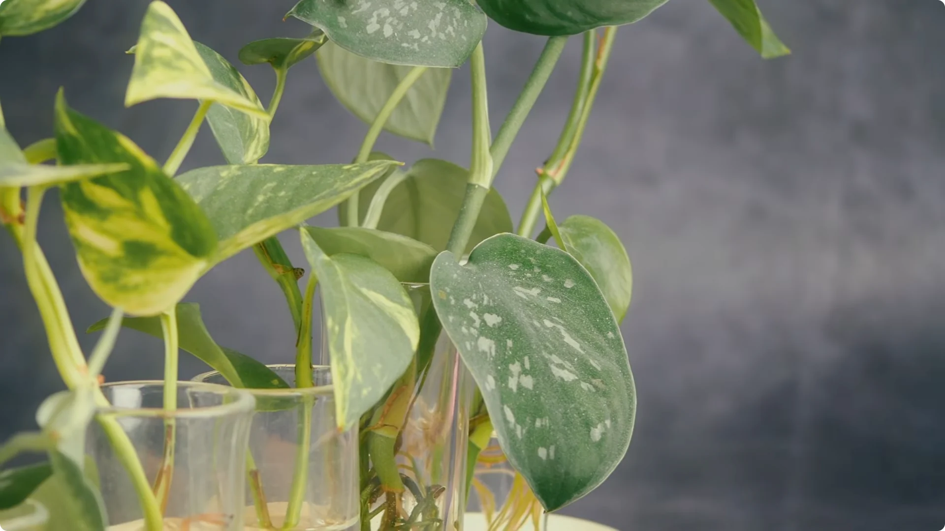 10 Houseplants That Naturally Combat Dampness and Mold screenshot 10