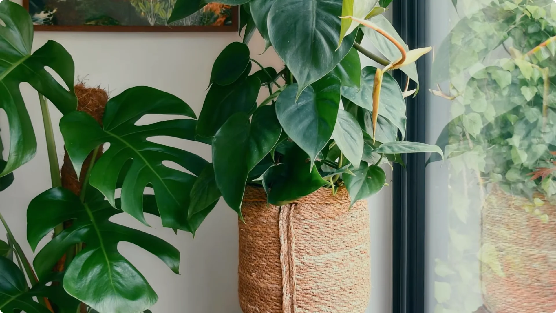 10 Houseplants That Naturally Combat Dampness and Mold screenshot 2