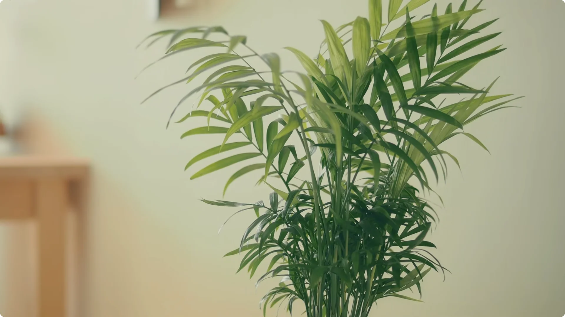 10 Houseplants That Naturally Combat Dampness and Mold screenshot 4