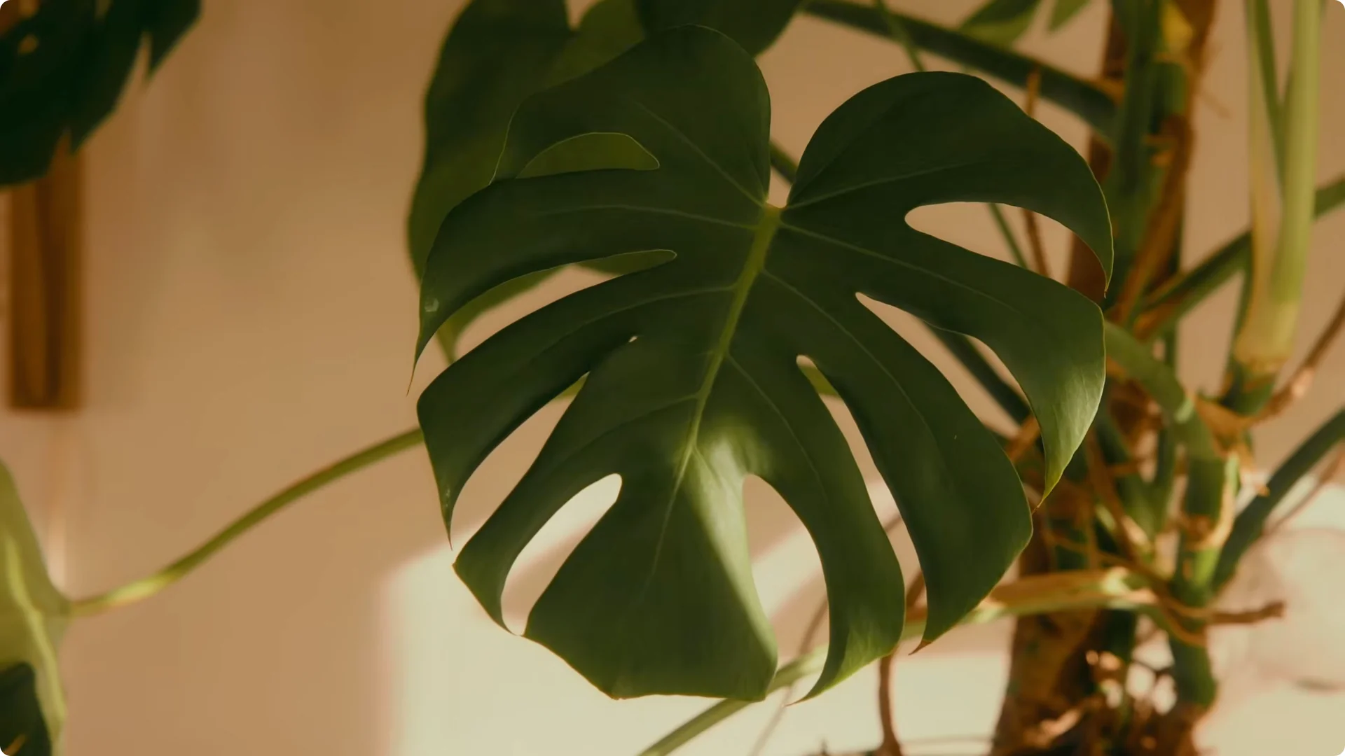 10 Houseplants That Naturally Combat Dampness and Mold screenshot 5