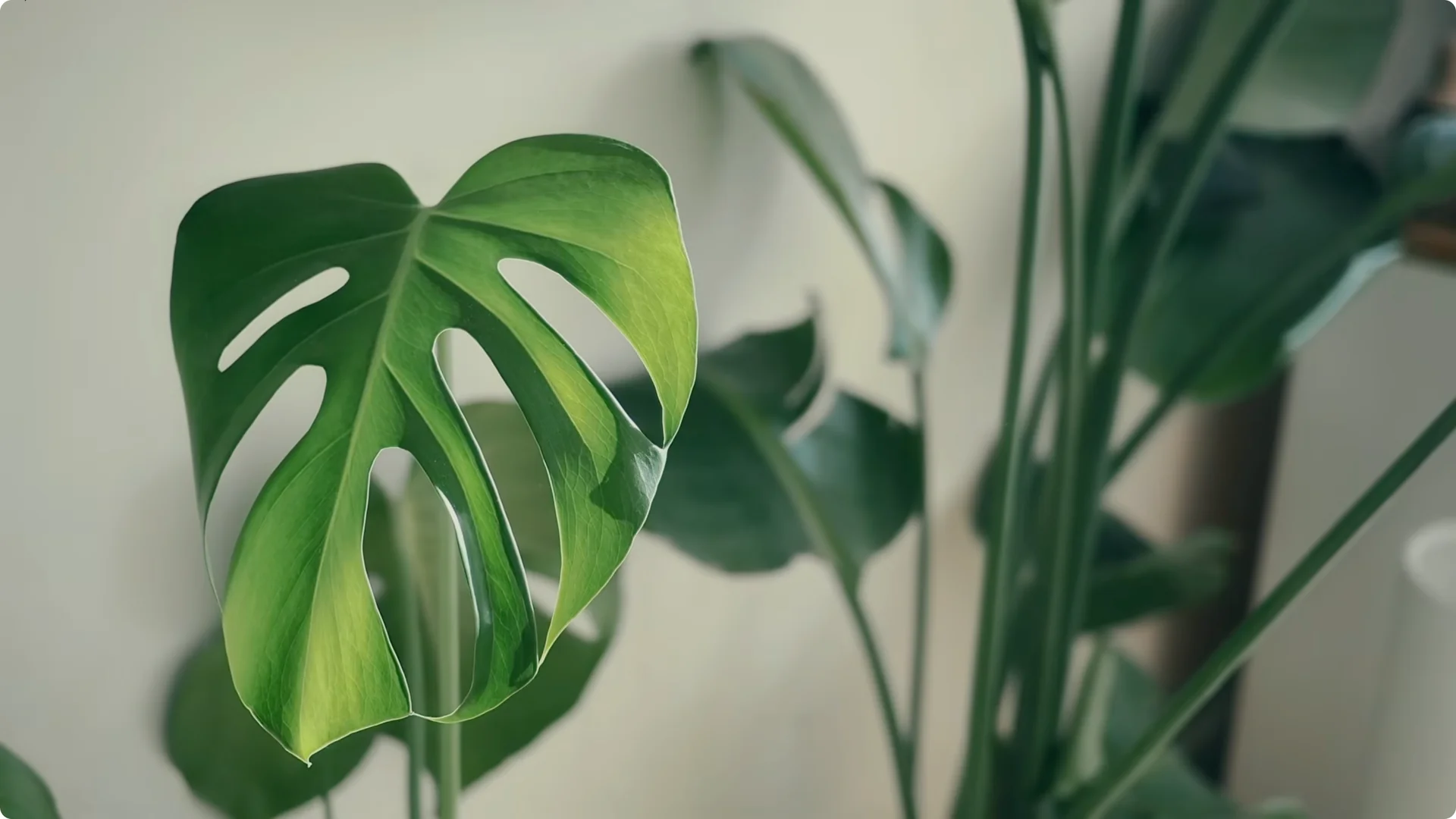 10 Houseplants That Naturally Combat Dampness and Mold screenshot 6