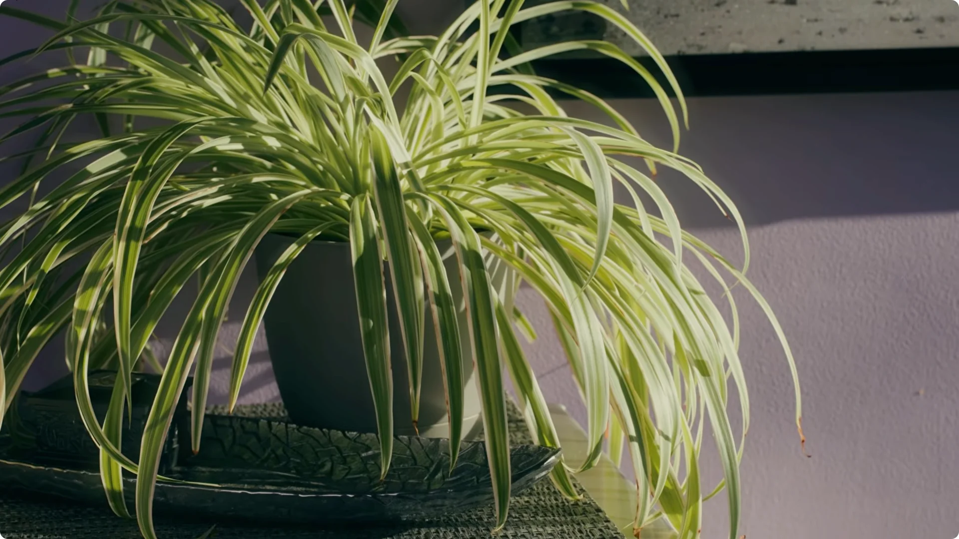 10 Houseplants That Naturally Combat Dampness and Mold screenshot 7