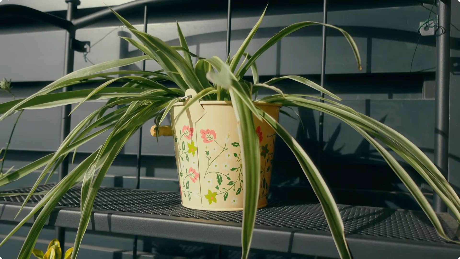 10 Houseplants That Naturally Combat Dampness and Mold screenshot 9