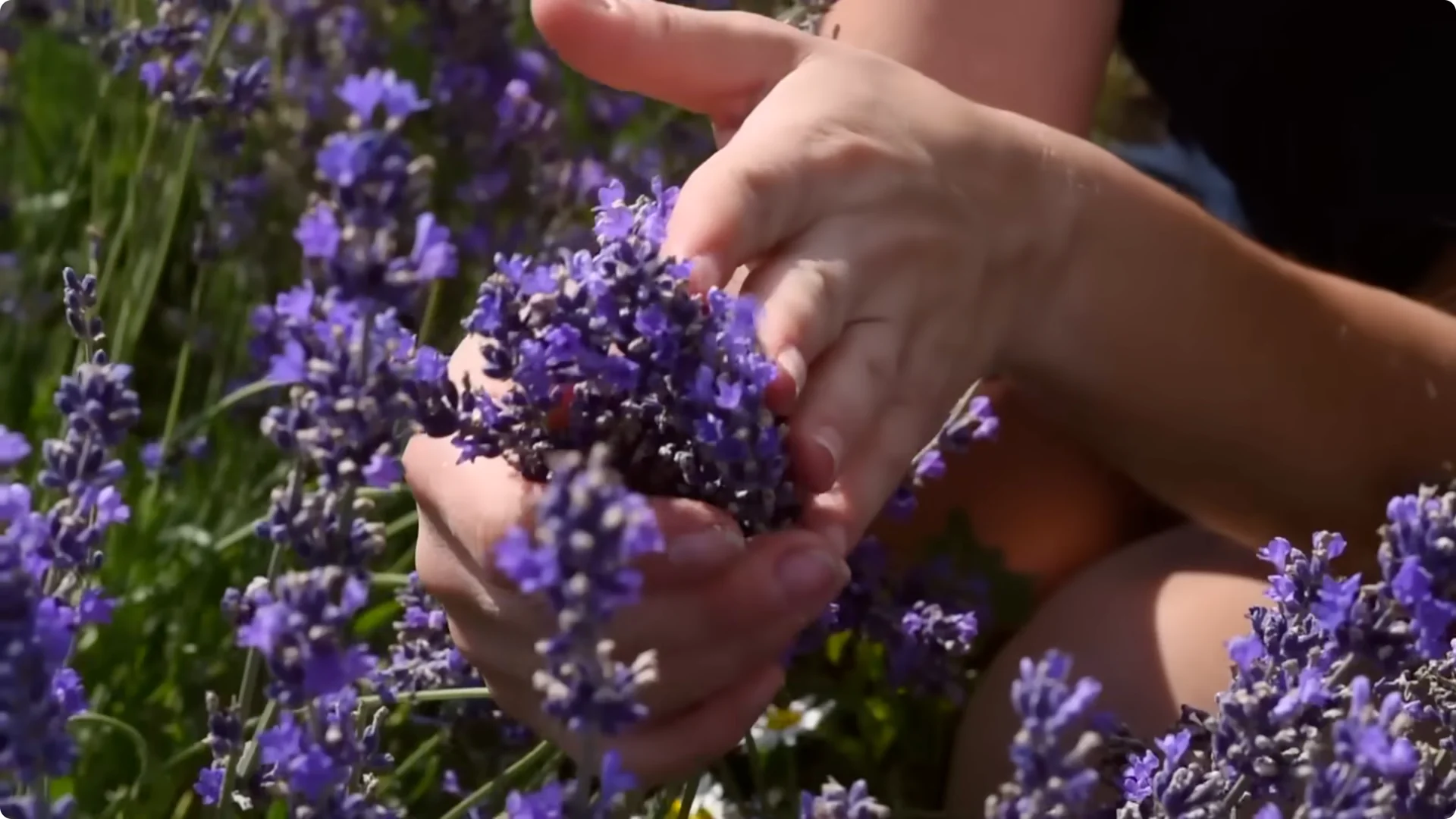 10 Indoor Plants That Boost Healing and Wellness Naturally screenshot 2