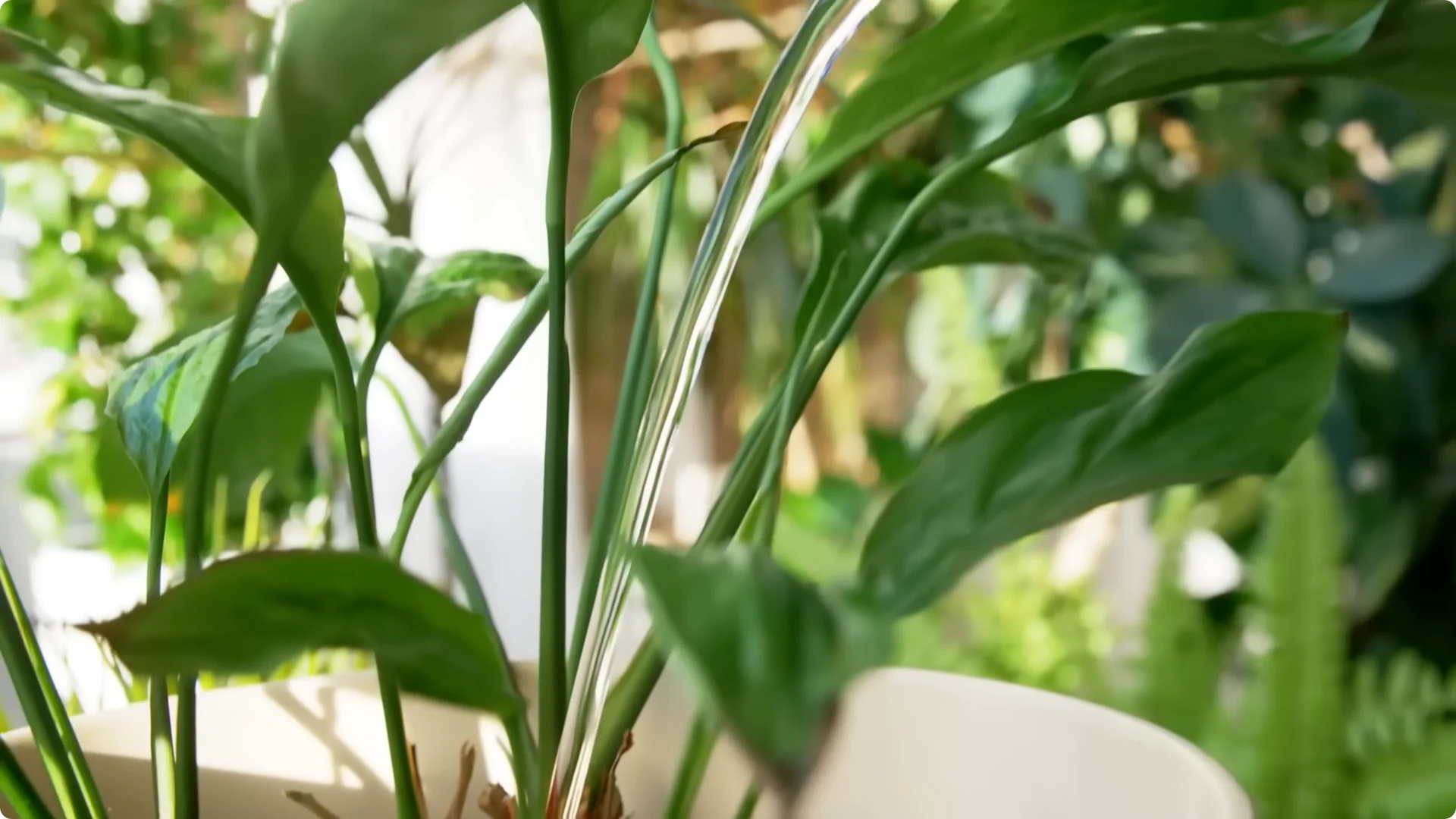 10 Indoor Plants That Boost Healing and Wellness Naturally screenshot 3