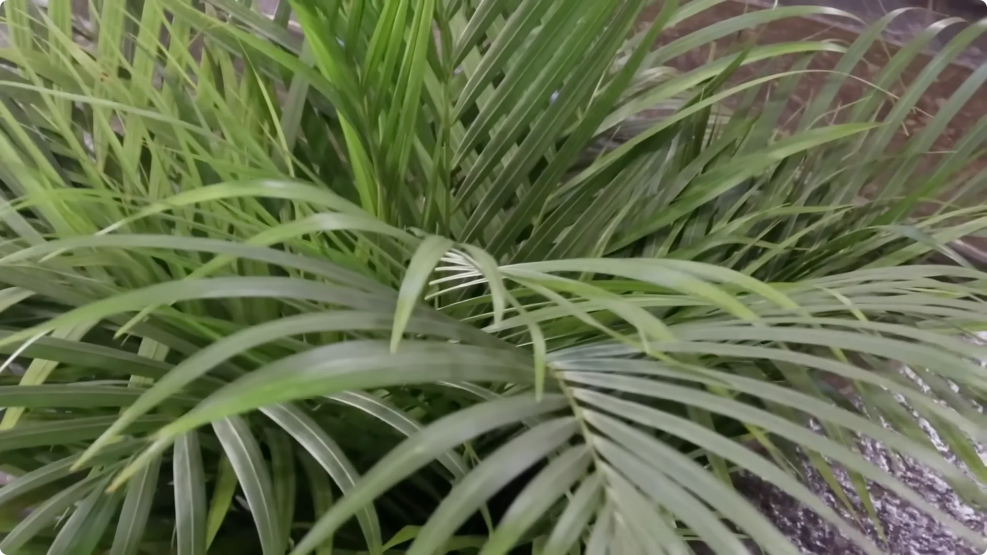 10 Indoor Plants That Boost Healing and Wellness Naturally screenshot 4