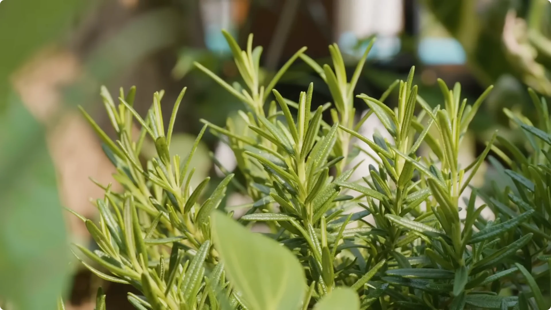 10 Indoor Plants That Boost Healing and Wellness Naturally screenshot 5