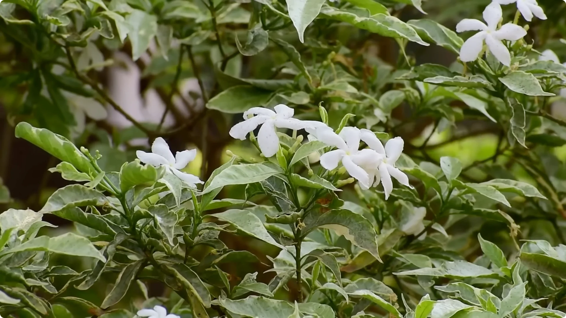 10 Indoor Plants That Boost Healing and Wellness Naturally screenshot 6