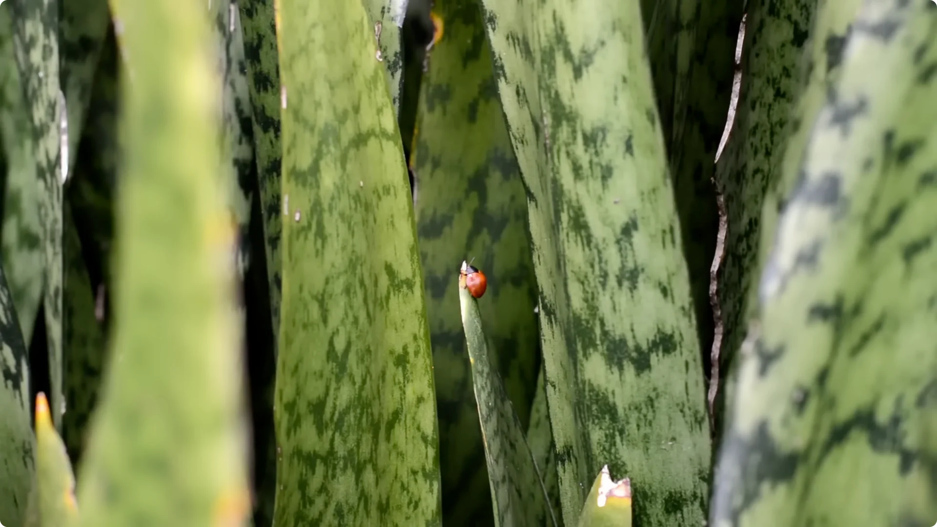 10 Indoor Plants That Boost Healing and Wellness Naturally screenshot 7