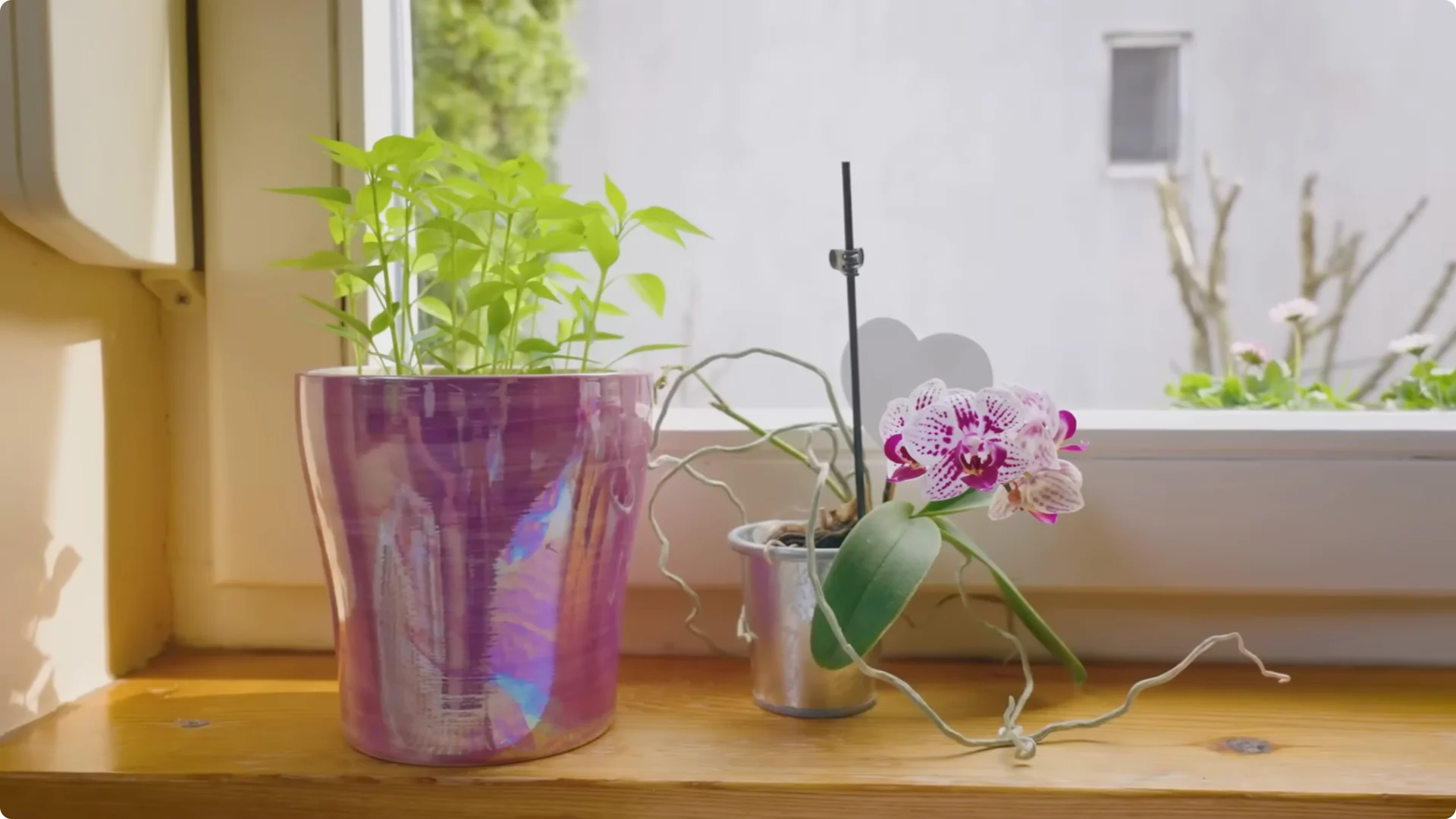 10 Indoor Plants That Boost Healing and Wellness Naturally screenshot 8