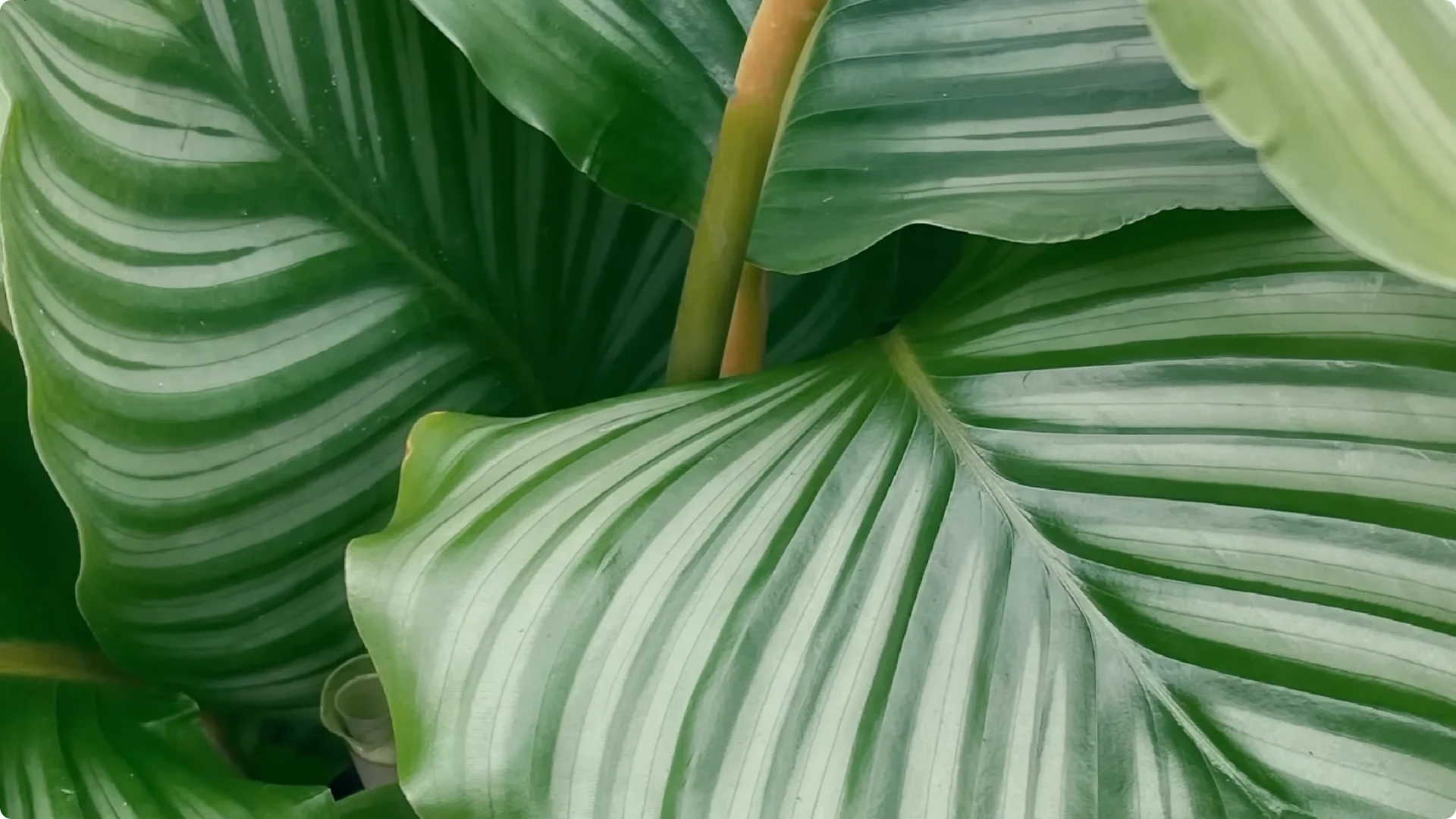 10 Popular Houseplants Experts Warn Against Buying screenshot 3