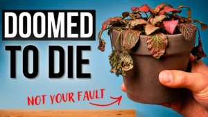 10 Popular Houseplants Experts Warn Against Buying - Featured Image