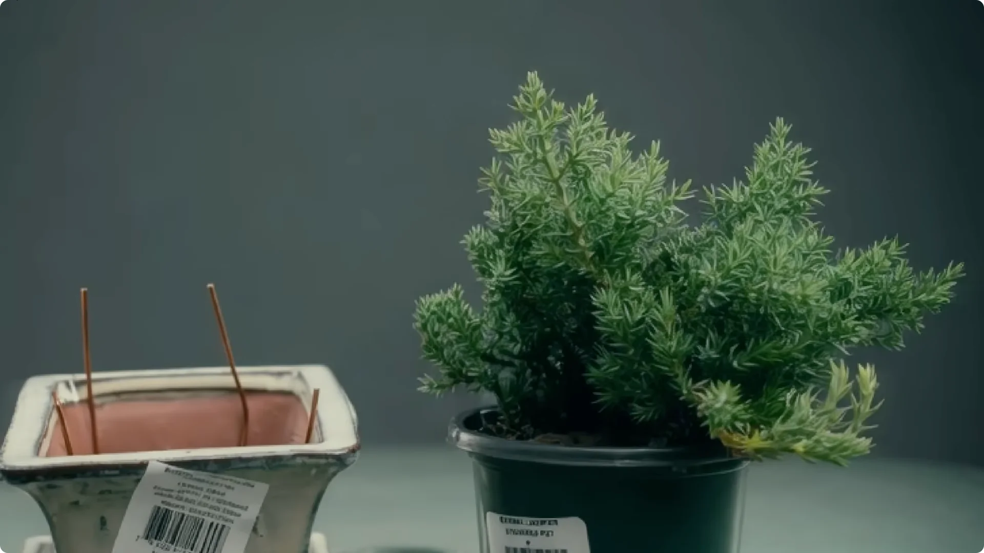 10 Popular Houseplants Experts Warn Against Buying screenshot 5