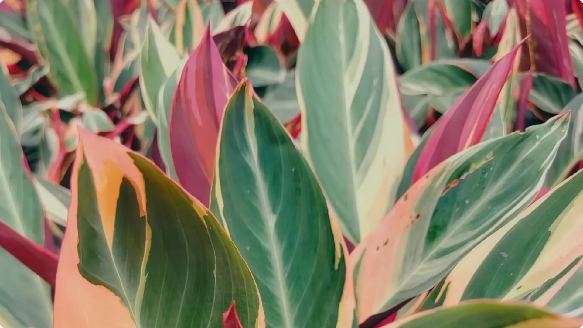 10 Popular Houseplants Experts Warn Against Buying screenshot 6