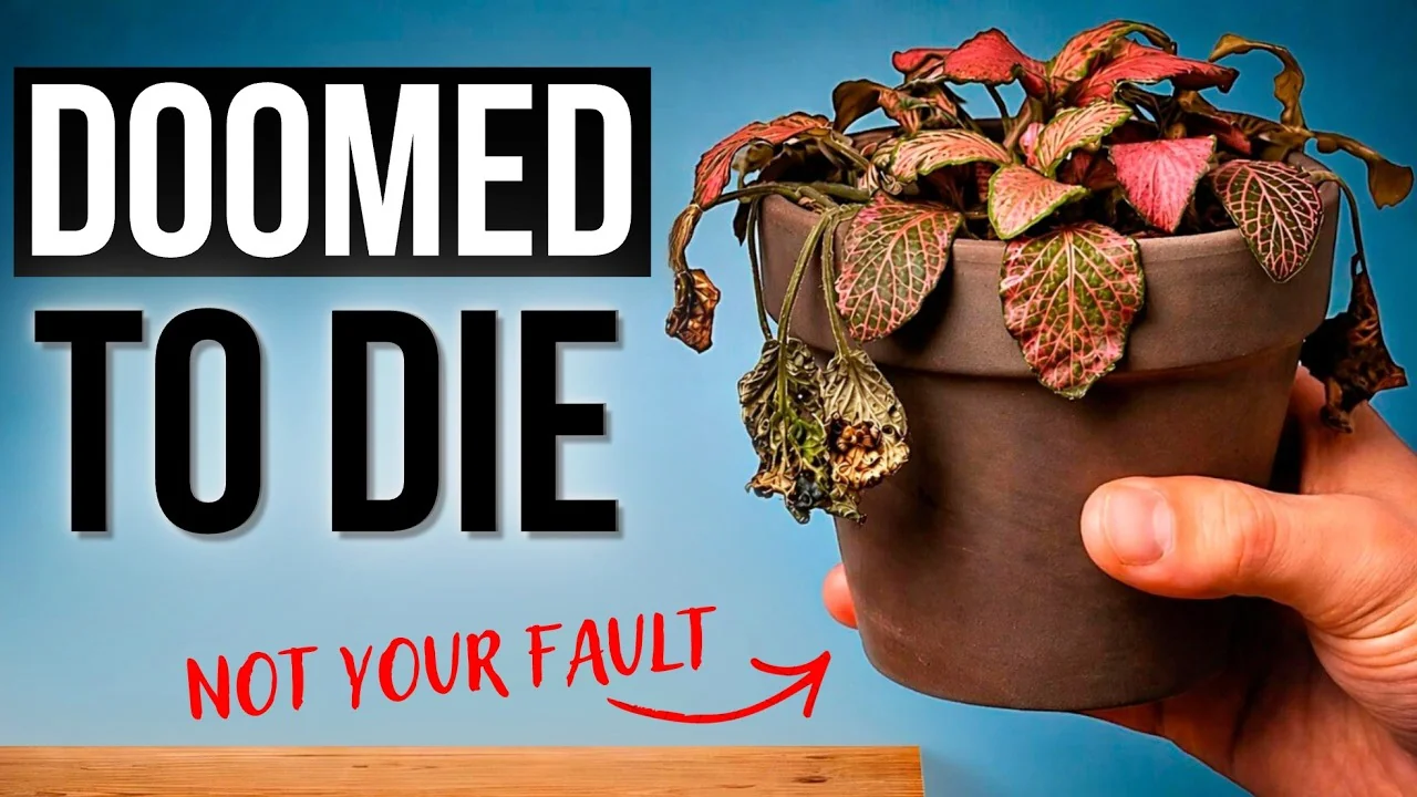 10 Popular Houseplants Experts Warn Against Buying - Featured Image