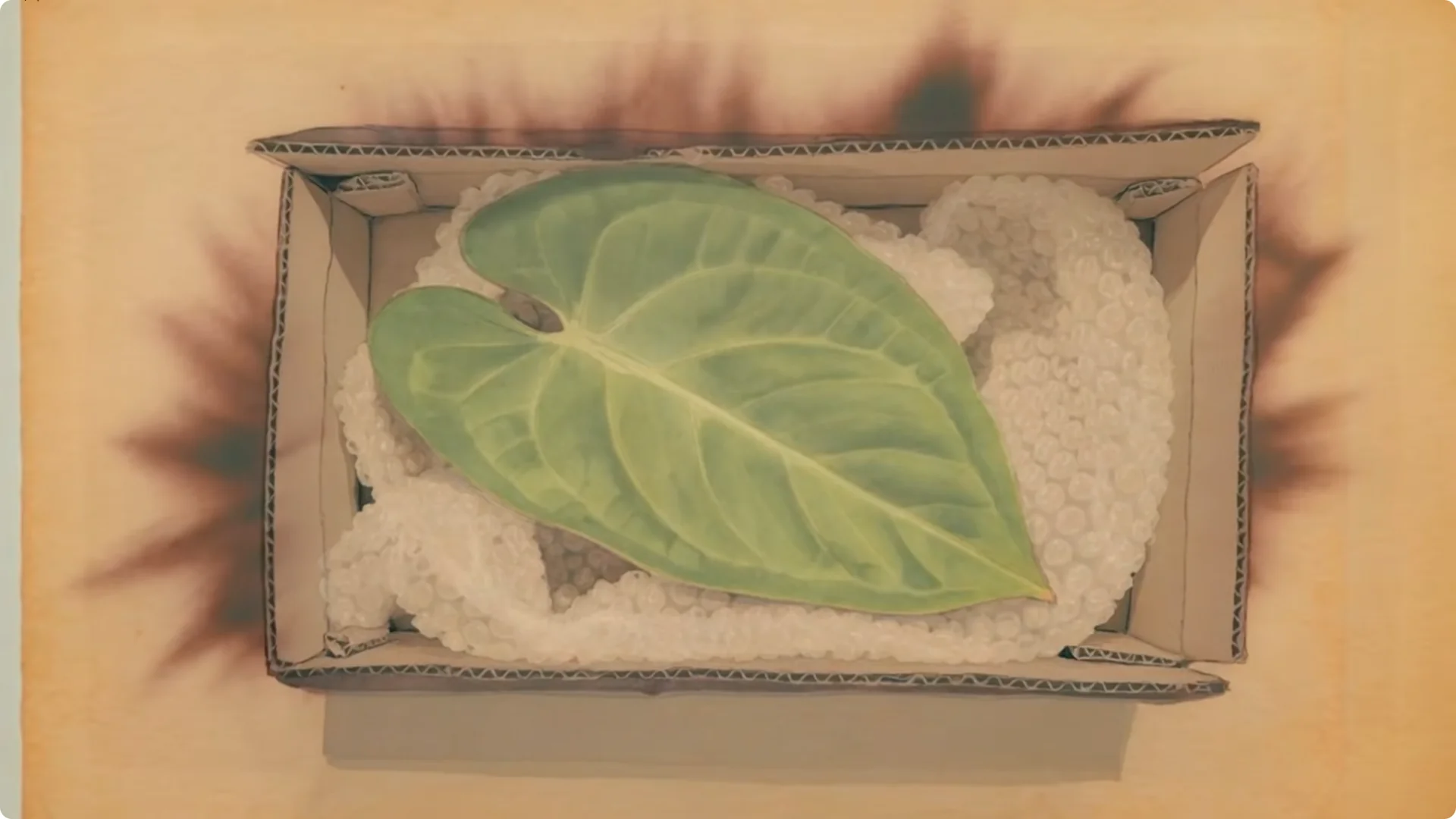 15 Hidden Risks When Buying Plants Online You Should Know screenshot 9