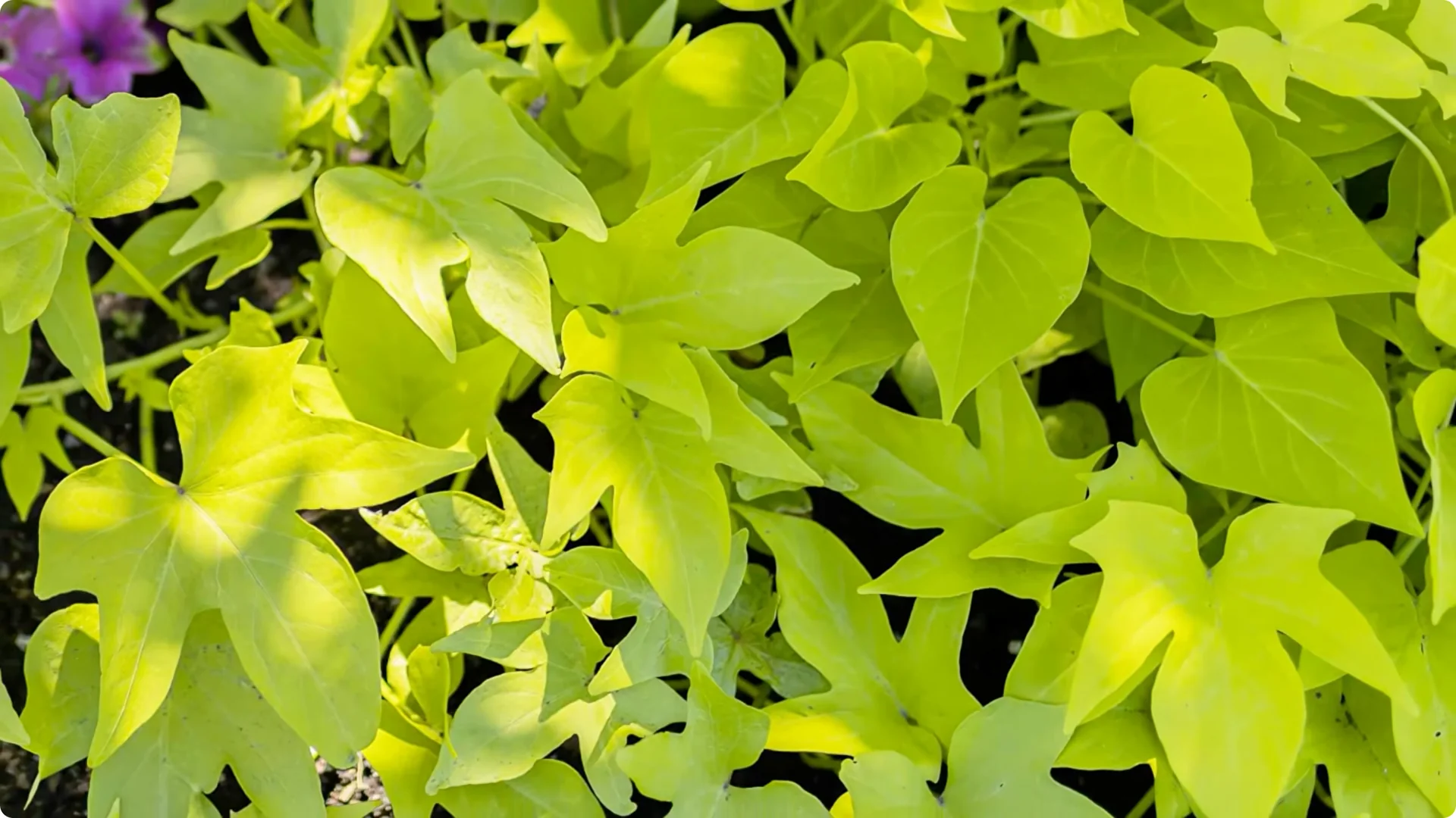 20 Indoor Plants That Grow Beautifully in Water Alone screenshot 1
