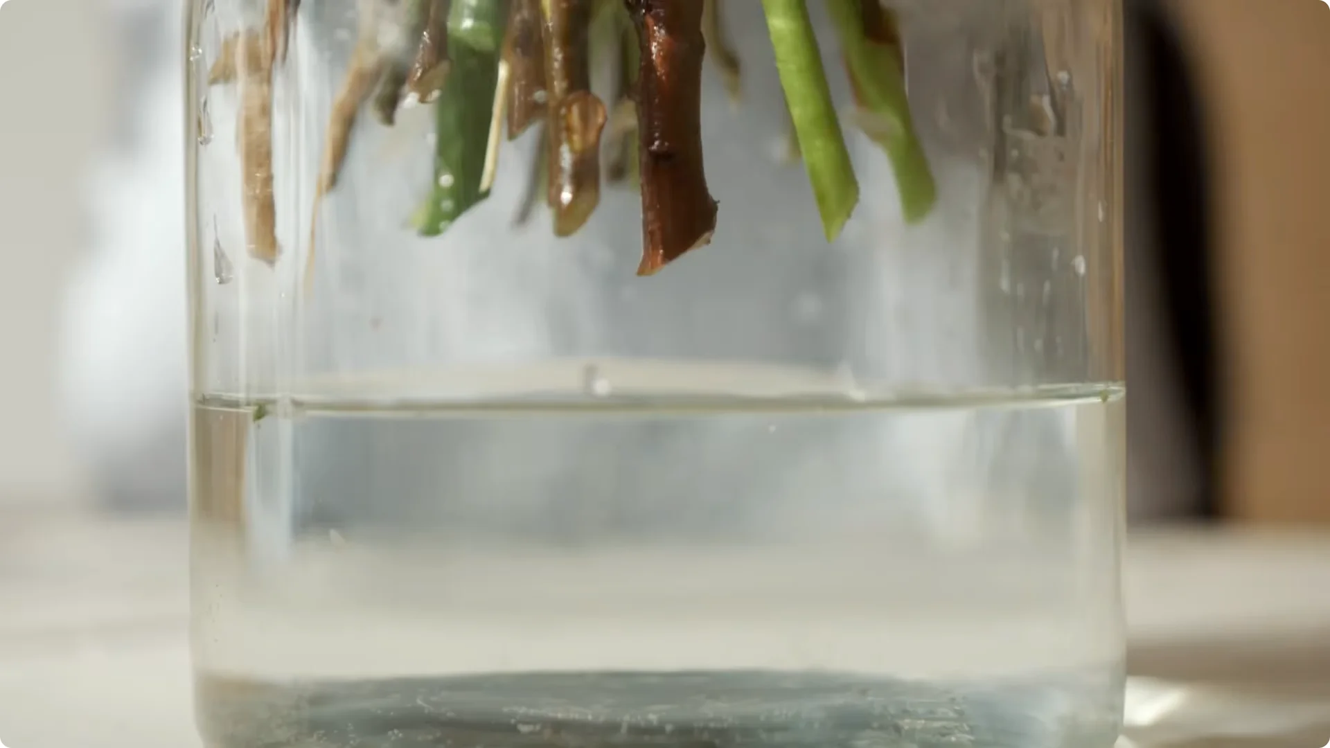 20 Indoor Plants That Grow Beautifully in Water Alone screenshot 2